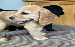 Cocker Spaniel dogs for sale: Working cocker spaniel pups  - Image 6