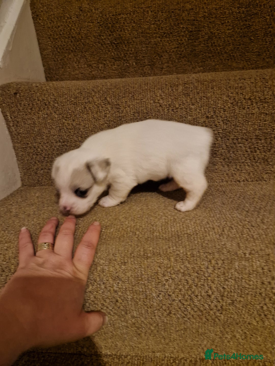 French Bulldog dogs for sale: Franch Bulldog - Image 5