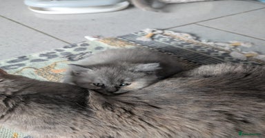British Shorthair cats - Advert 7
