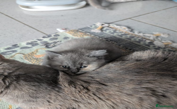 British Shorthair cats - Advert 13