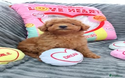 Miniature Poodle dogs for sale: Miniature red poodles 2💙2🩷 - Image 9