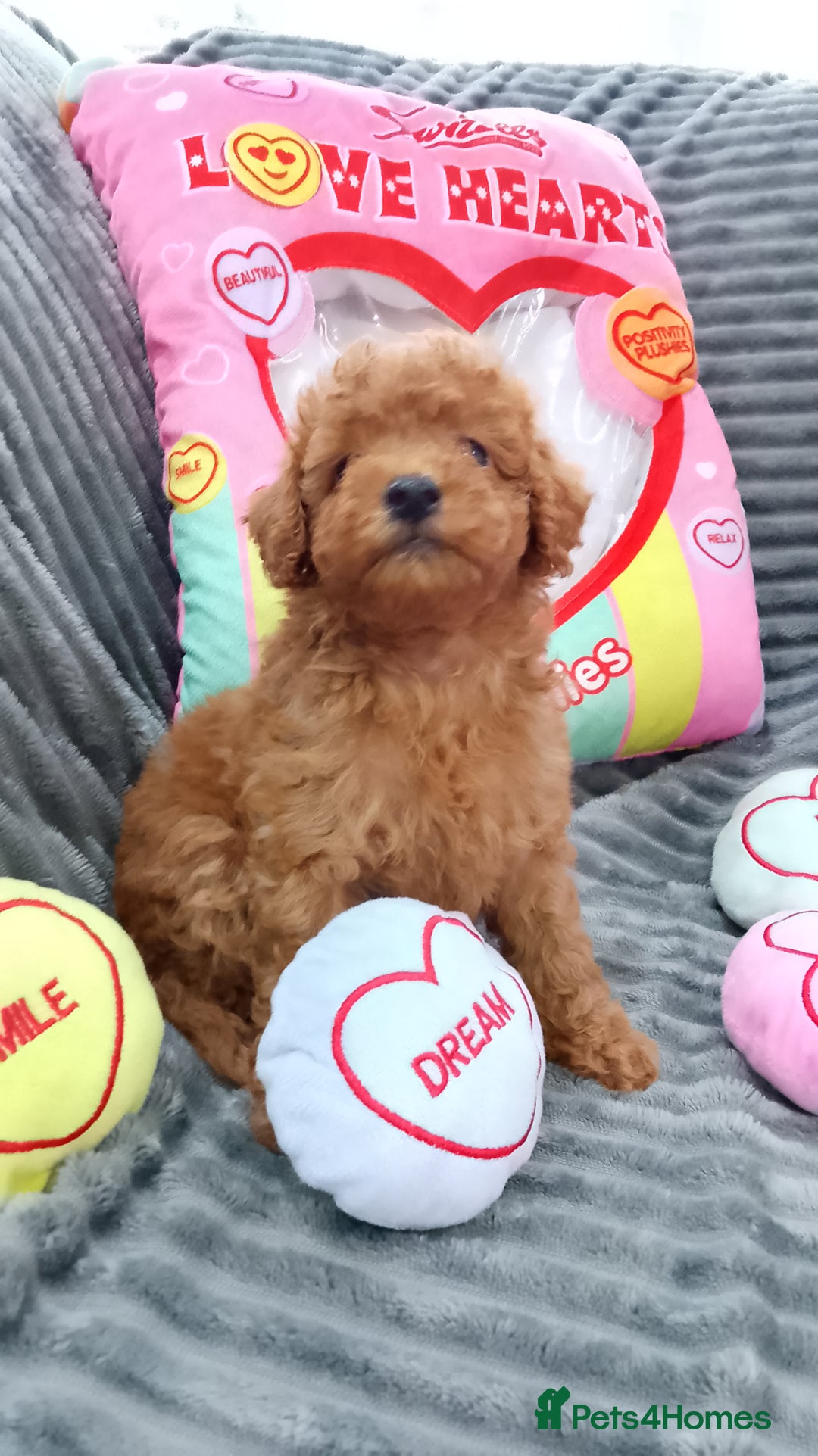 Miniature Poodle dogs for sale: Miniature red poodles 2💙2🩷 - Image 9