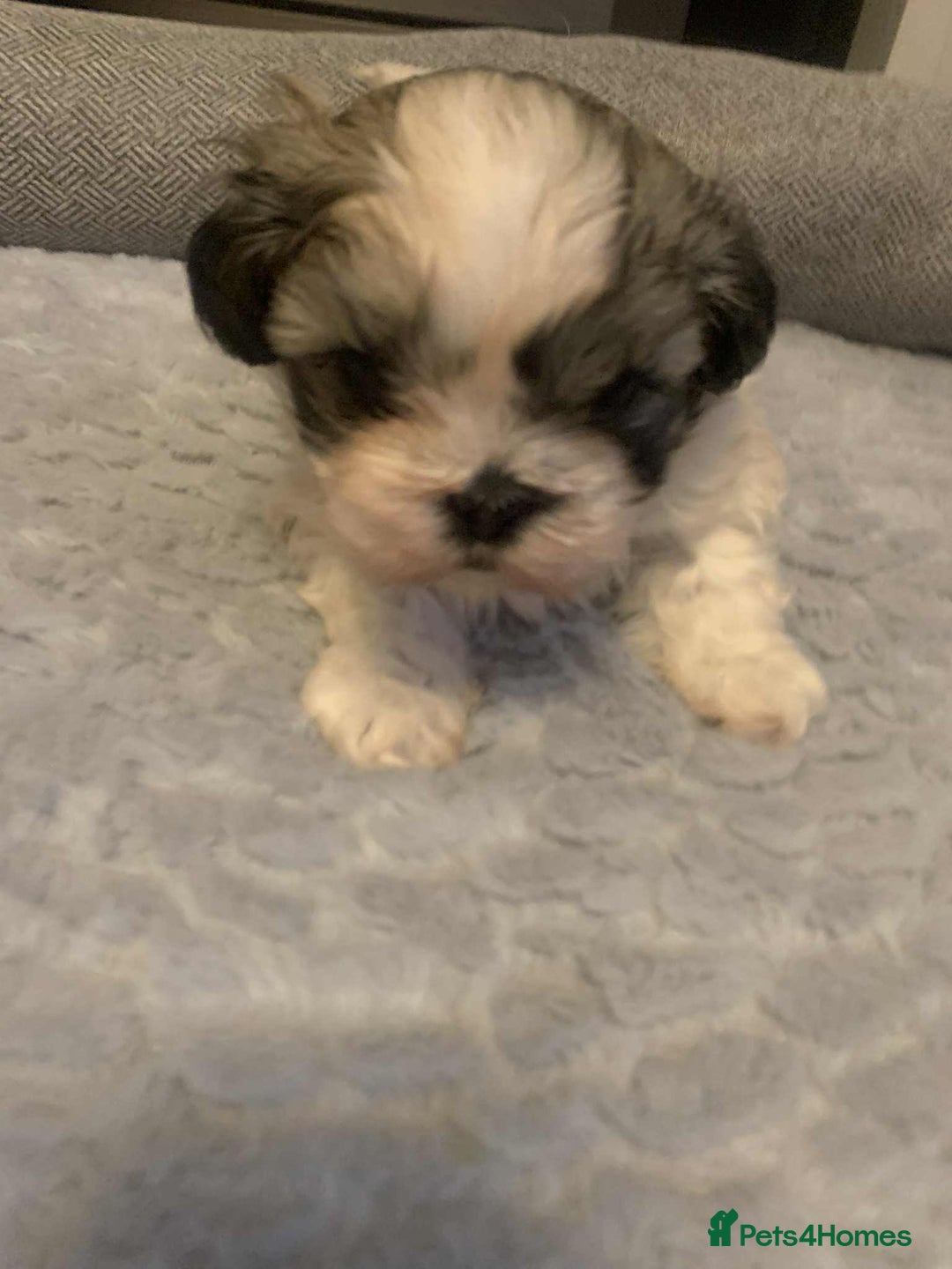 Shih Tzu dogs for sale: Shih tzu - Advert 3
