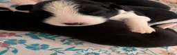 Border Collie dogs for sale: Traditional border collie puppies  - Advert 6