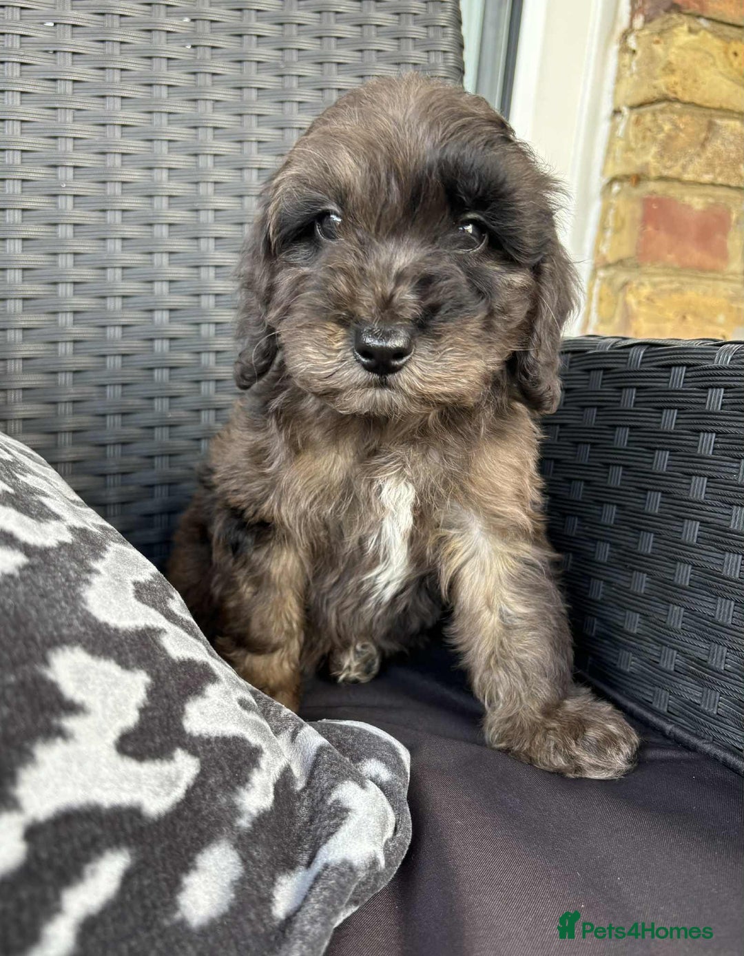 Cockapoo dogs for sale: Cockapoo - Image 2