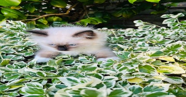 Ragdoll cats - Advert 15