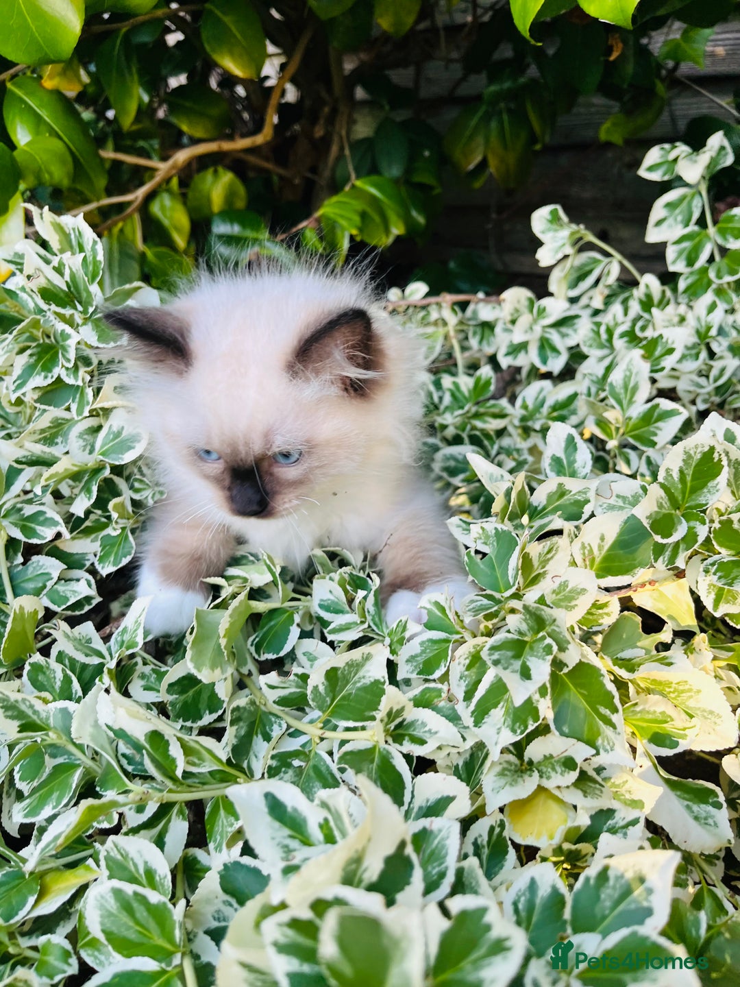 Ragdoll cats for sale: Beautiful, cute and clever male ragdoll kitten - Image 3