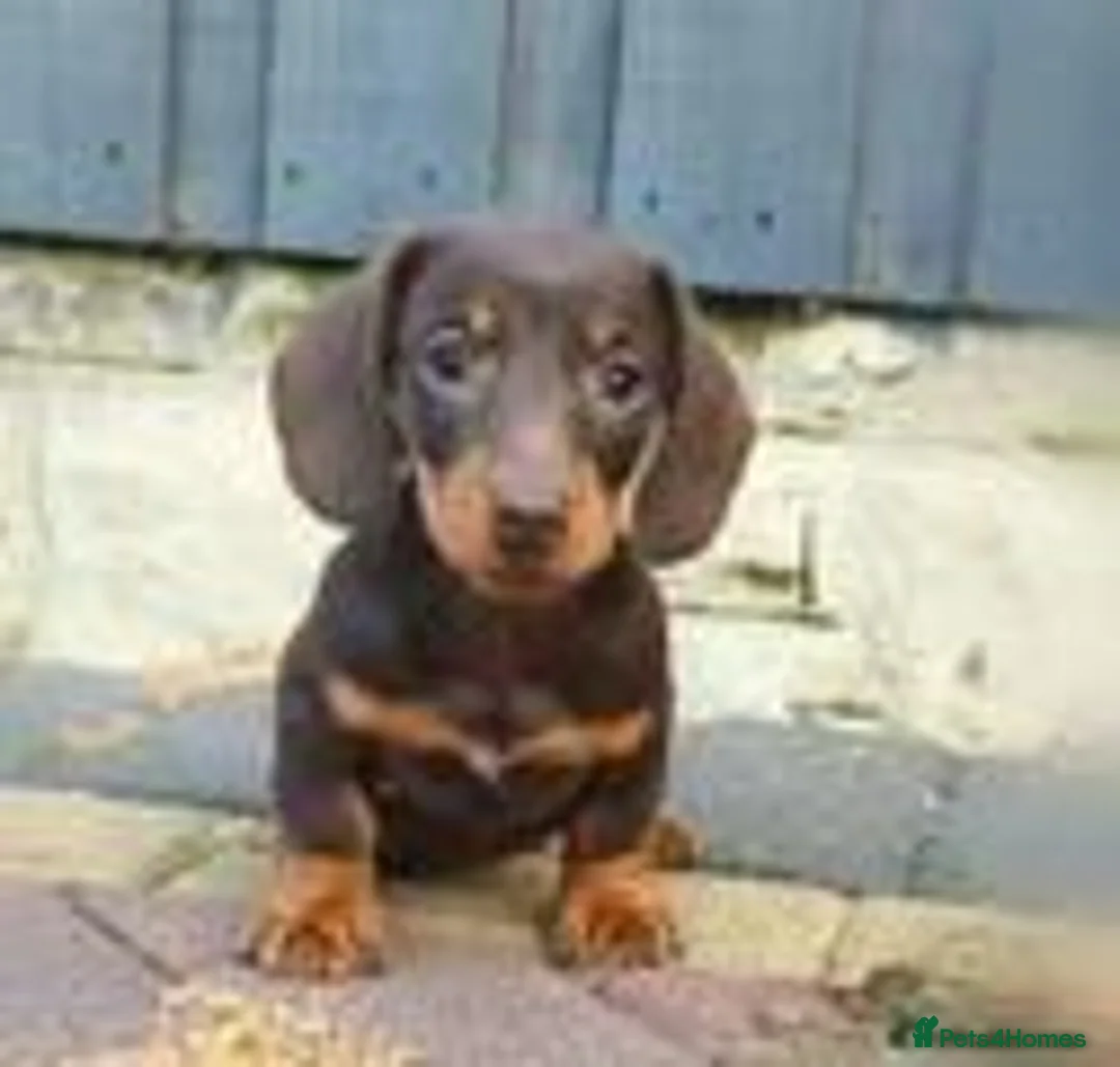 Miniature Dachshund dogs for sale: Last remaining kc registered mini dachshunds - Advert 1