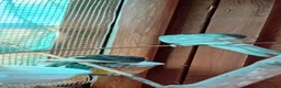 Parakeets birds for sale:   Kakarkis ..parrakeeks in Leicester - Advert 5