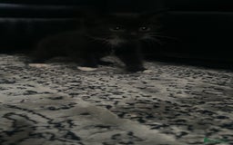 Siberian cats for sale: Kitten ready to go (Dm for price) - Advert 2