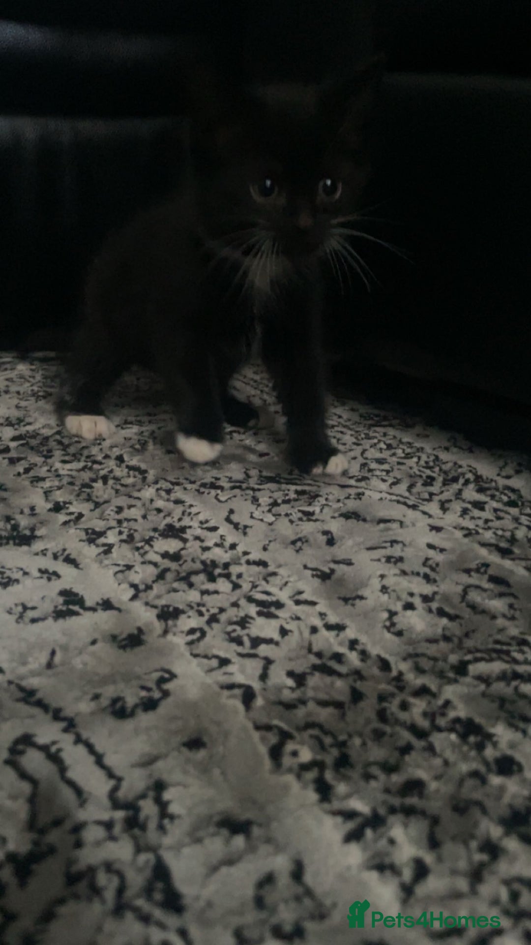 Siberian cats for sale: Kitten ready to go (Dm for price) - Advert 2