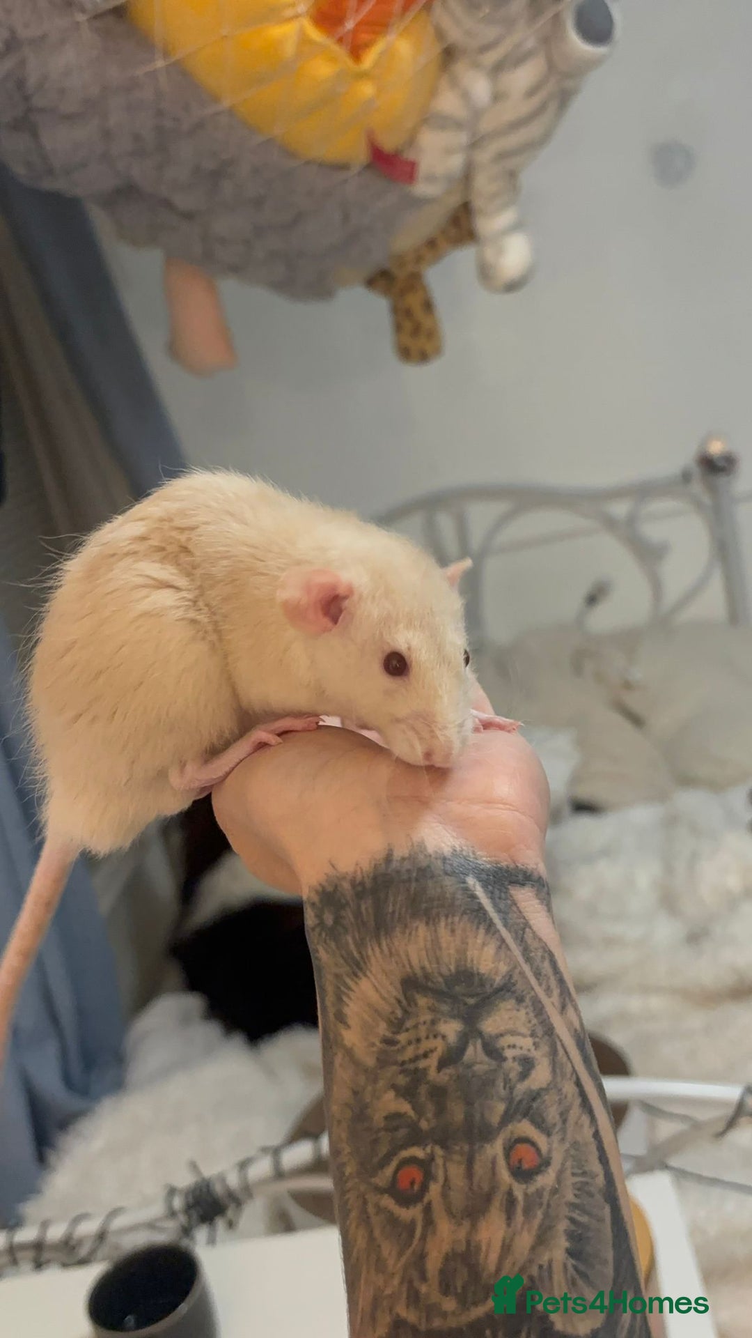 Rat rodents for sale: 3 male rats for free  - Image 6