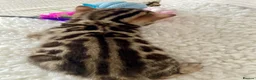 Bengal cats for sale: 🔥🏆Luxury Bengal Boys Ready🏆🔥 in Birmingham - Advert 3