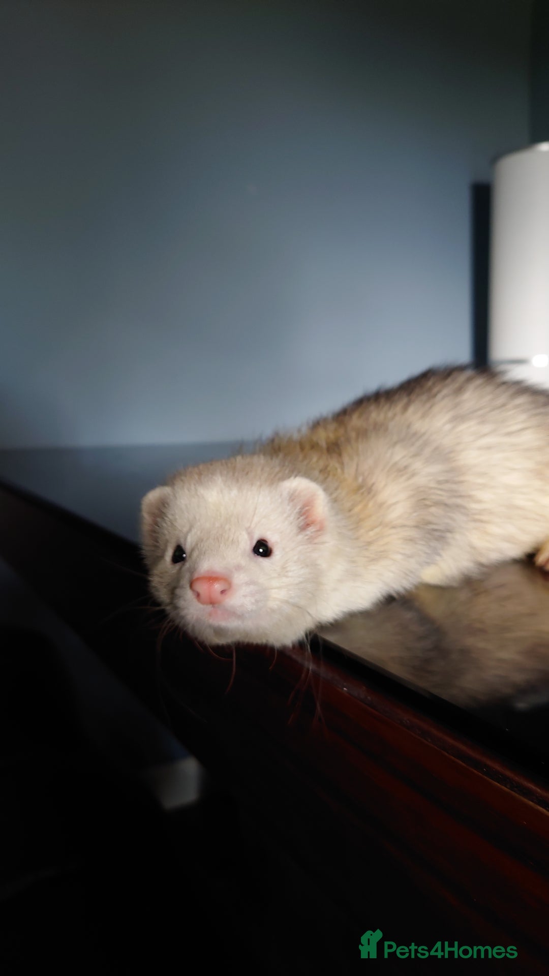Ferret rodents for sale: 2 male ferrets looking for mew home - Advert 10