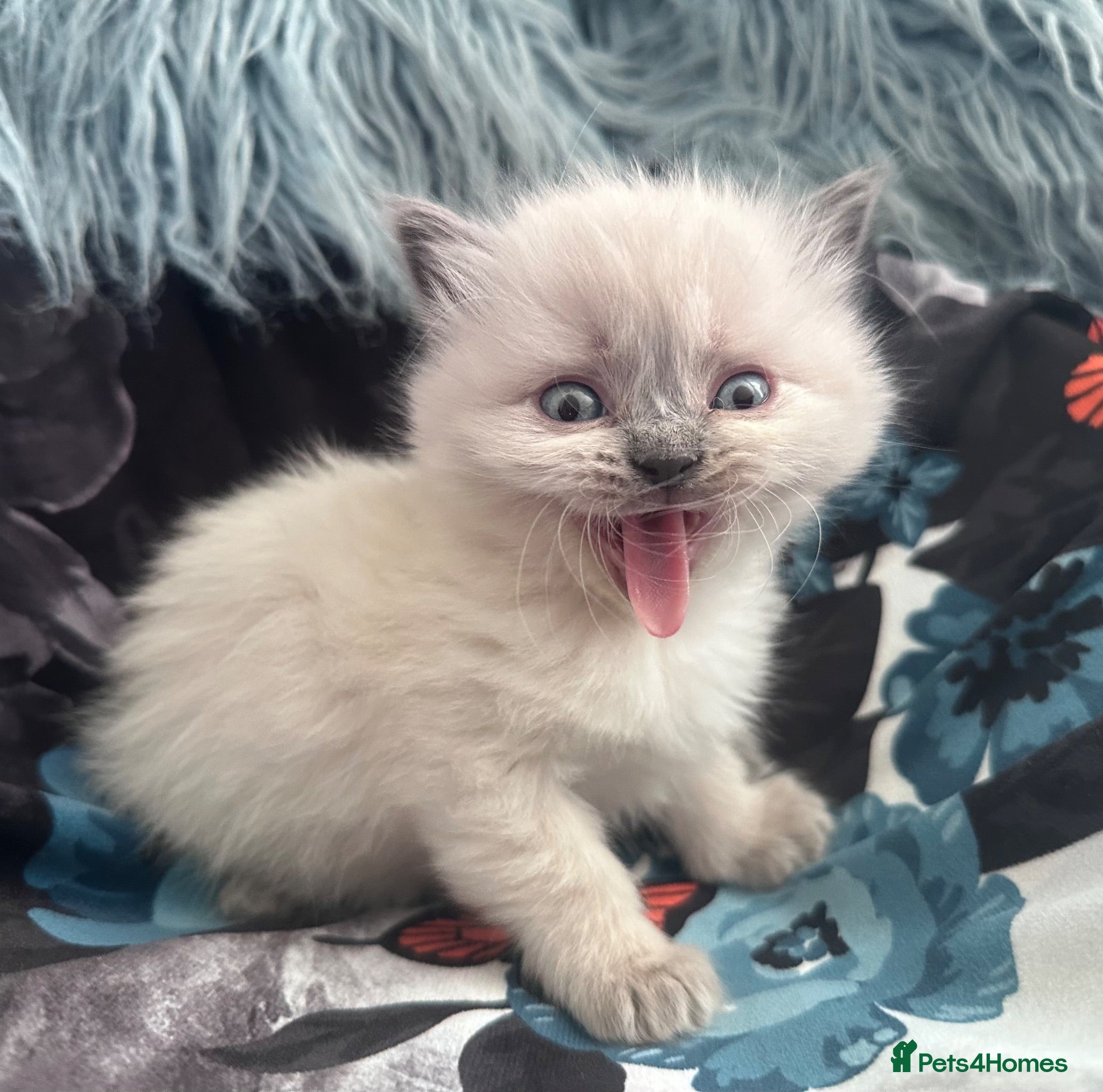 Ragdoll cats New Adorable and very fluffy pure Ragdoll kittens  - Advert 2