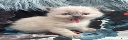 Ragdoll cats for sale: New Adorable and very fluffy pure Ragdoll kittens  - Advert 18