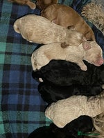 Cavapoo dogs - Advert 6