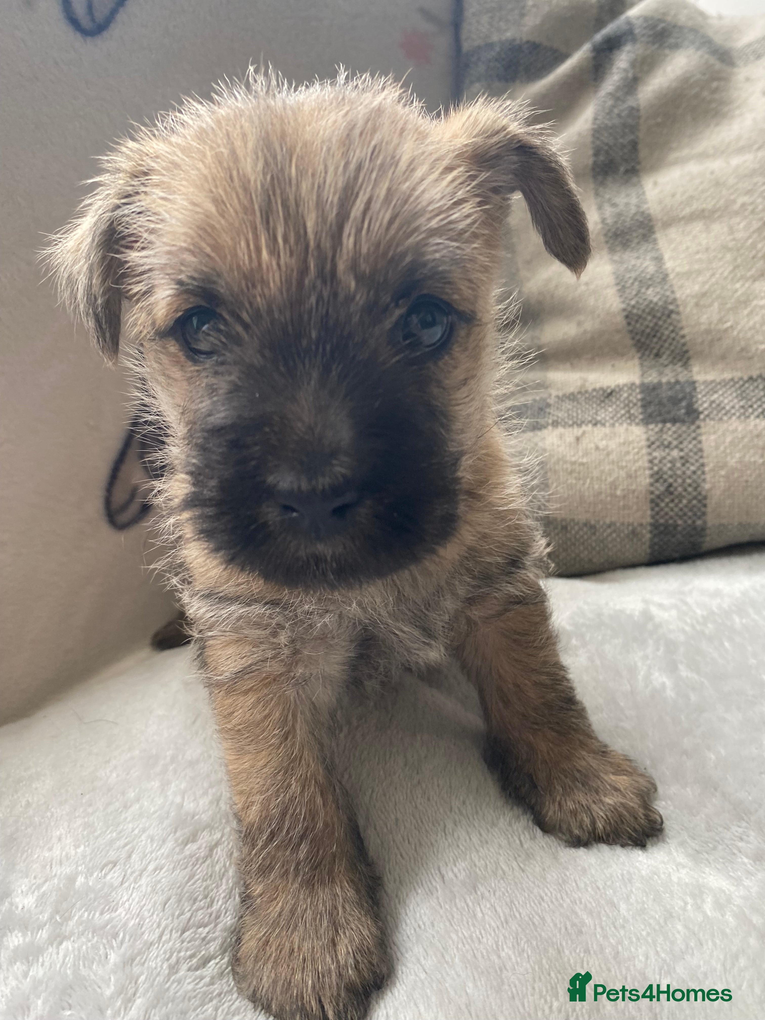 Cairn Terrier dogs Cairn Terrier Puppies - Advert 2