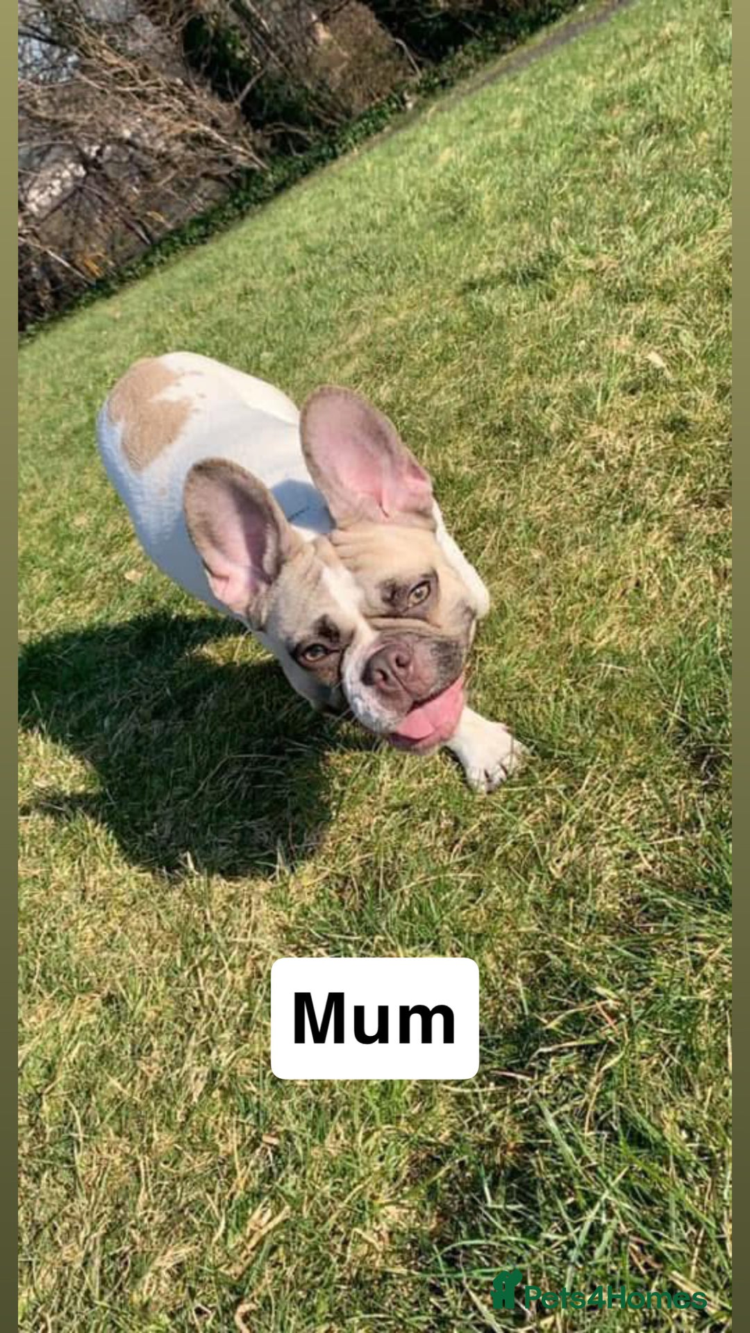 French Bulldog dogs for sale: Kennel club registered, no time wasters🩷 - Image 5