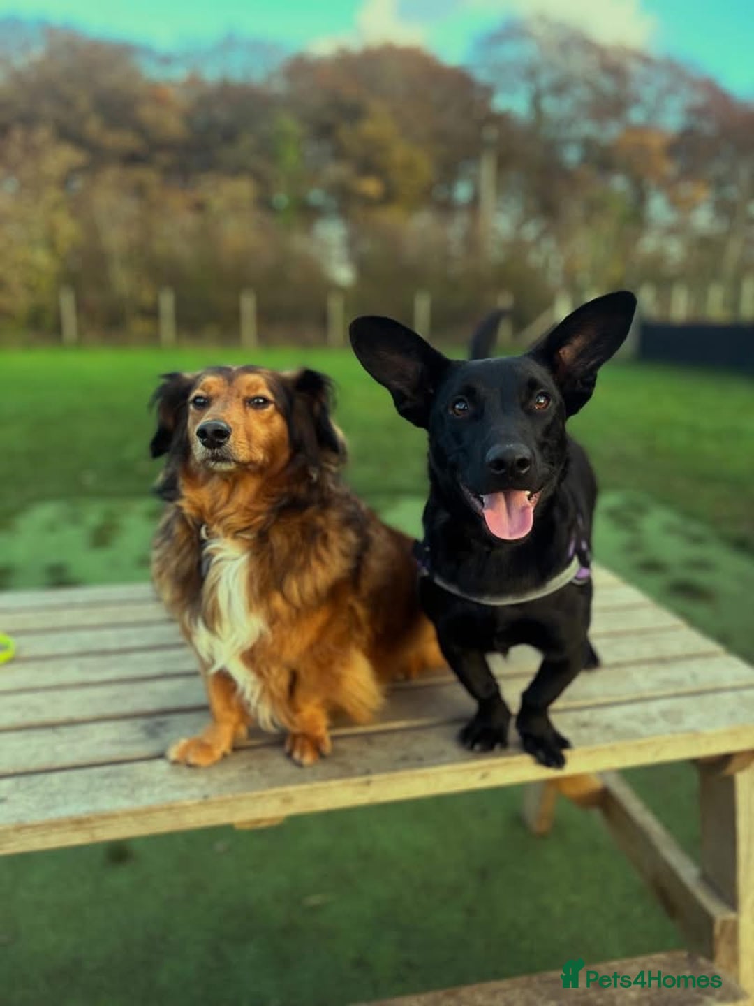 Dachshund dogs for adoption: Cute Gregory looking for LOVE - Image 7
