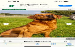Labrador Retriever dogs for sale: Red Labrador puppies  - Image 16