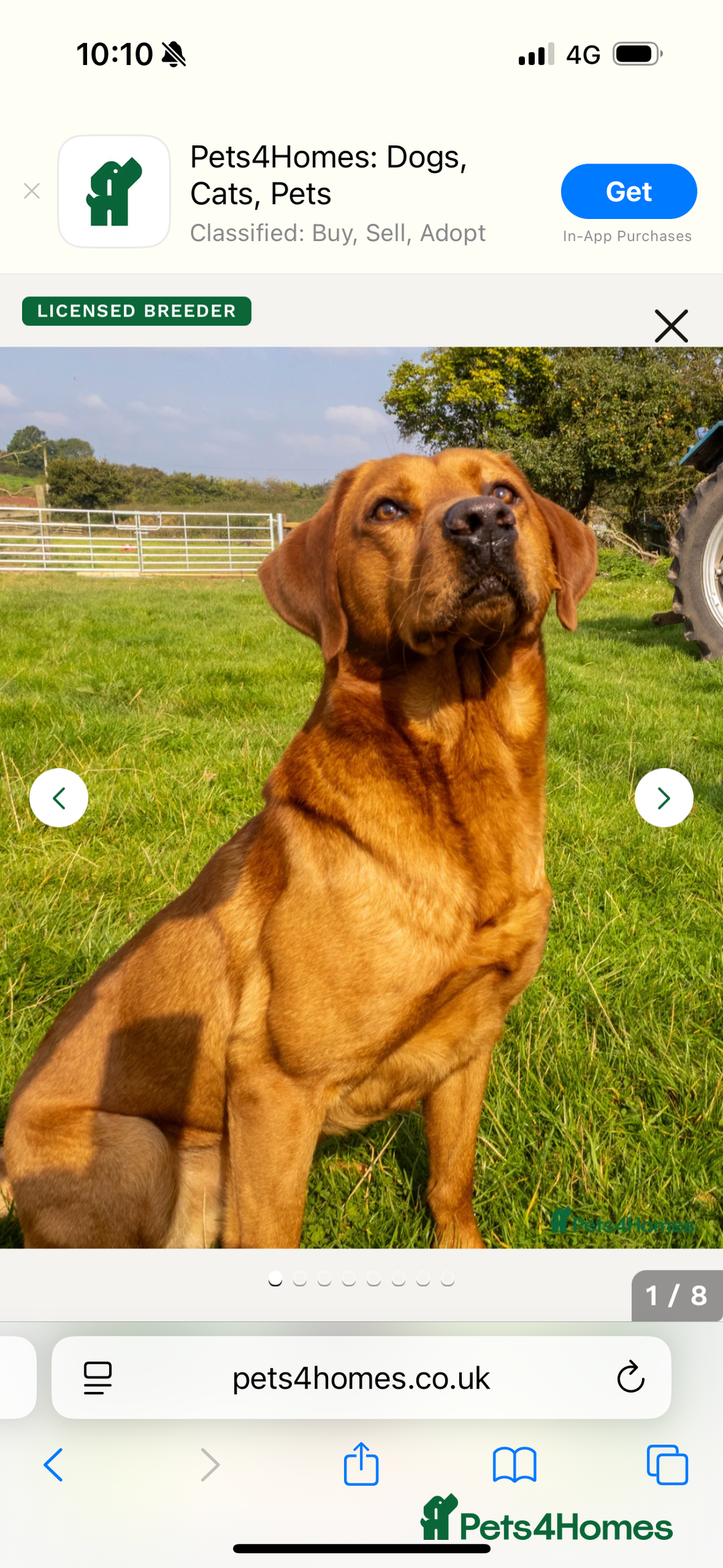 Labrador Retriever dogs for sale: Red Labrador puppies  - Image 16