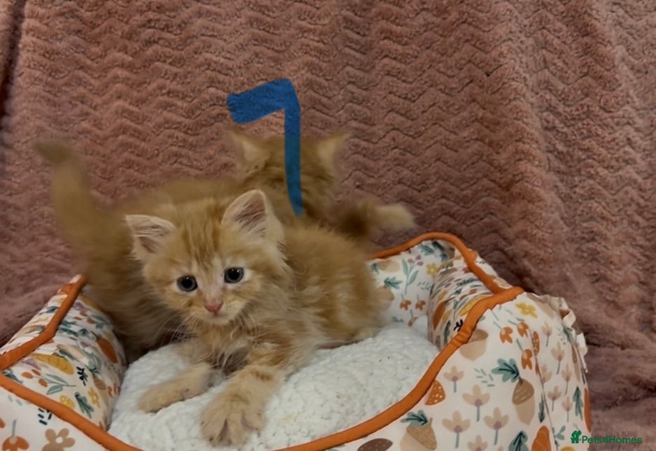 Mixed Breed cats for sale: 8 beautiful kittens ready for loving homes  - Advert 26