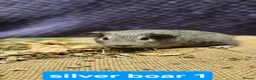 Guinea Pig rodents for sale: Beautiful swiss and pet baby boar and older sows - Advert 6
