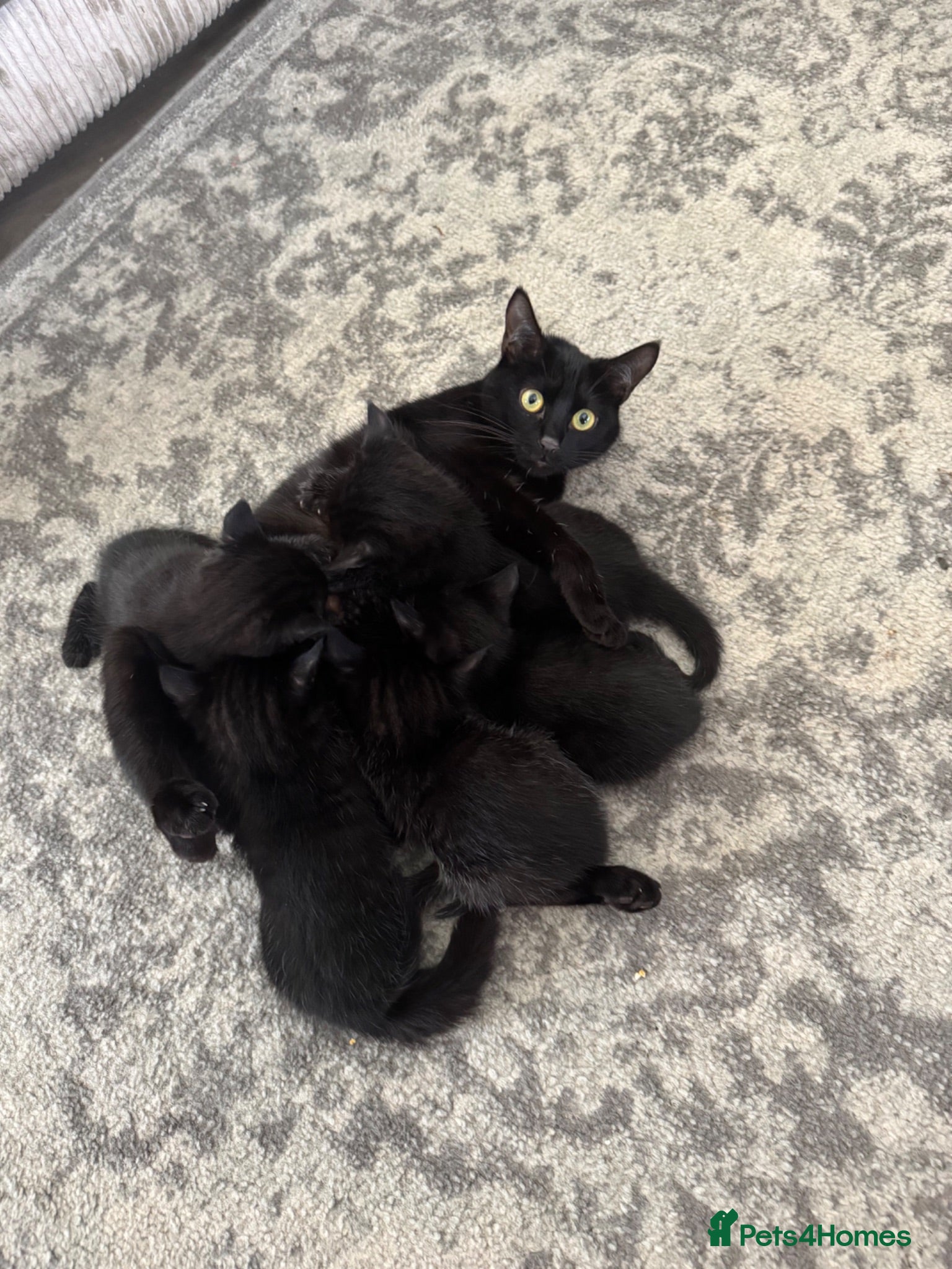 British Longhair cats Kittens for sale  - Advert 15