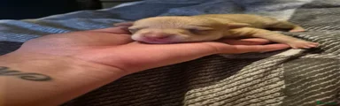 Chihuahua 2