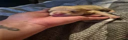 Chihuahua dogs for sale: 3 beautiful chihuahua puppy's  - Advert 10