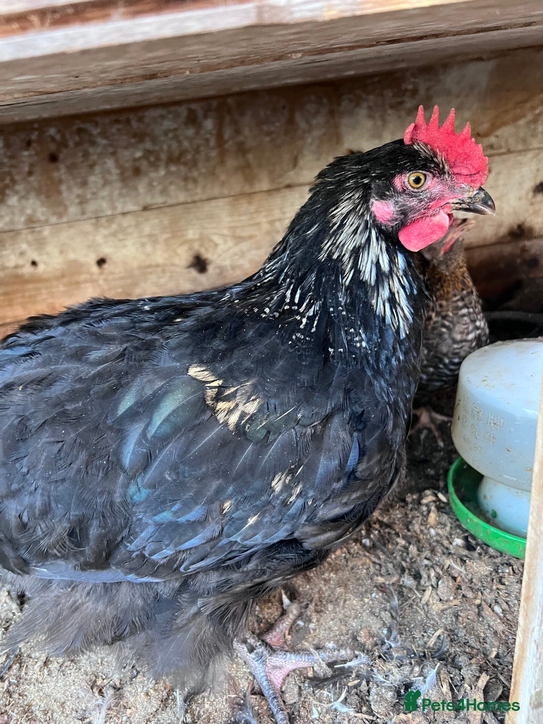 Chickens poultry for sale: Young cockerel 12wks. From hybrid breed  - Advert 1