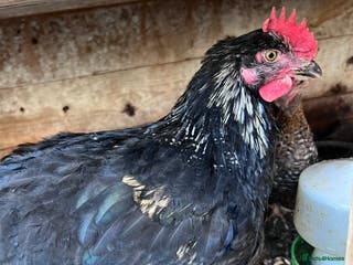 Chickens poultry Young cockerel 12wks. From hybrid breed - Advert 20