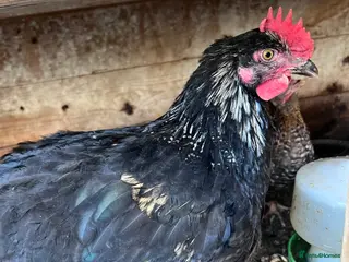 Chickens poultry Young cockerel 12wks. From hybrid breed - Advert 17