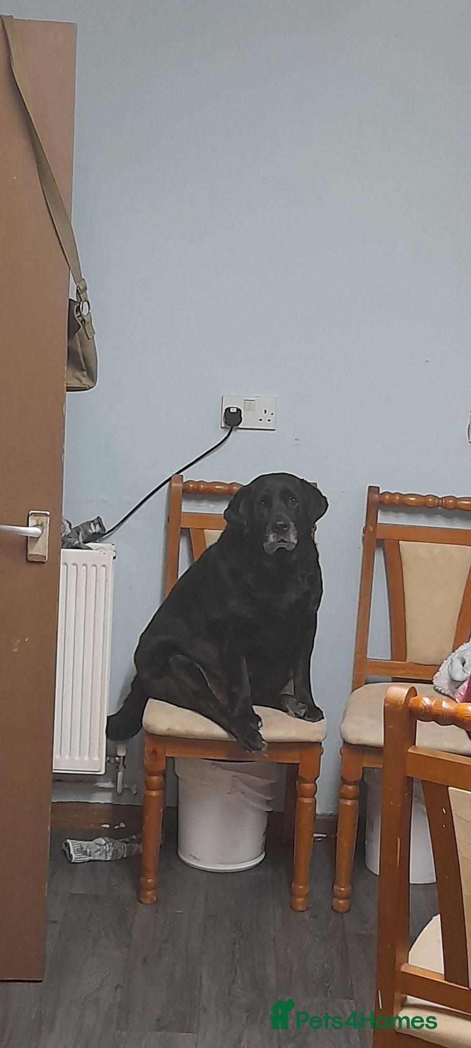 Labrador Retriever dogs Black Labrador - Advert 1