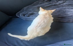 Burmese cats for sale: Burmese Red Male Kitten  - Advert 5