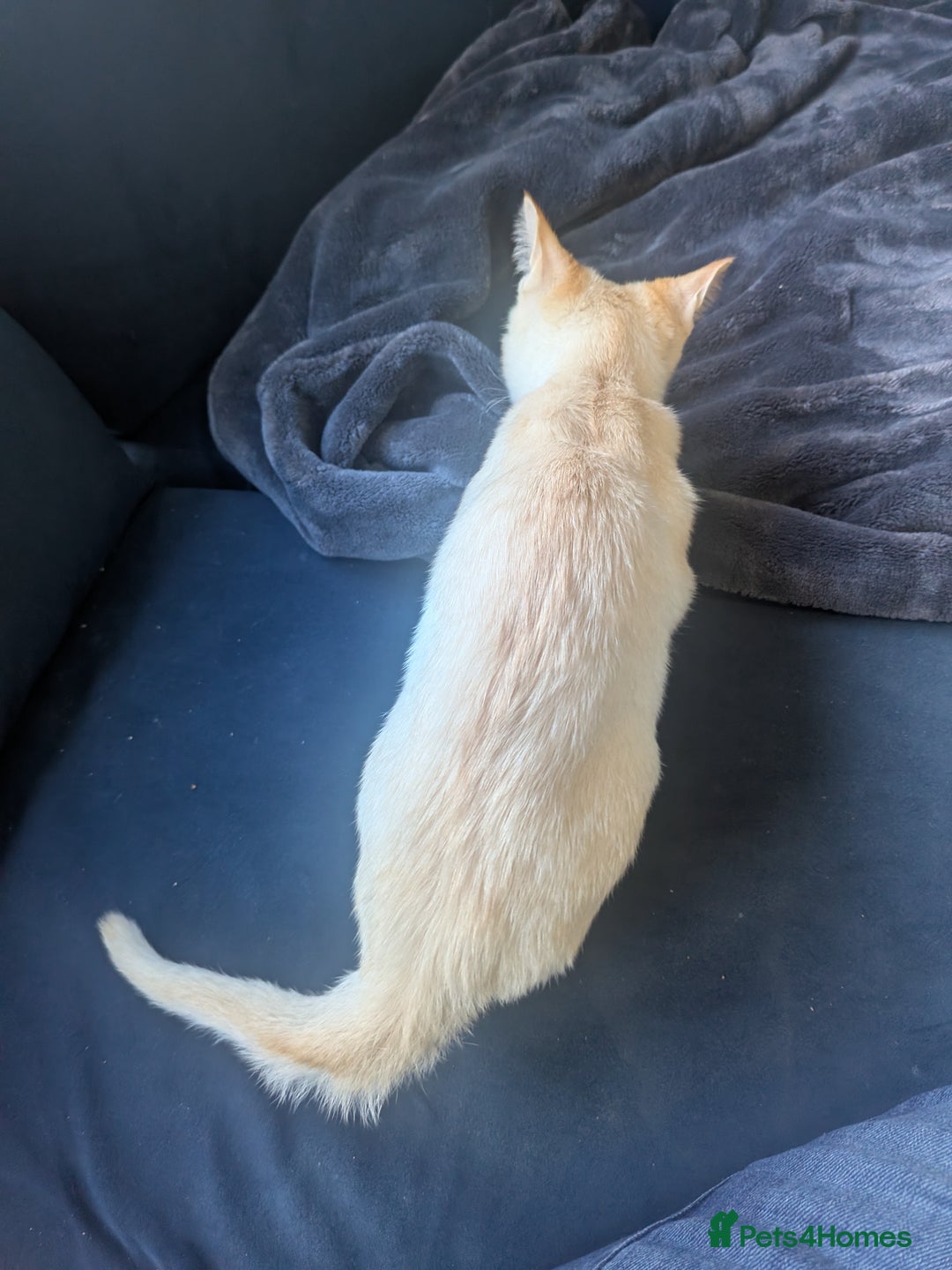 Burmese cats for sale: Burmese Red Male Kitten  - Advert 5