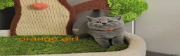 British Shorthair cats for sale: British Shorthair kitten - Advert 5