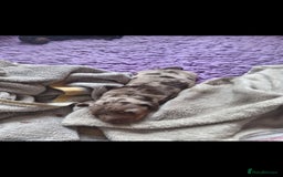 Dachshund dogs for sale: 5 beautiful dachshund puppies  - Image 3