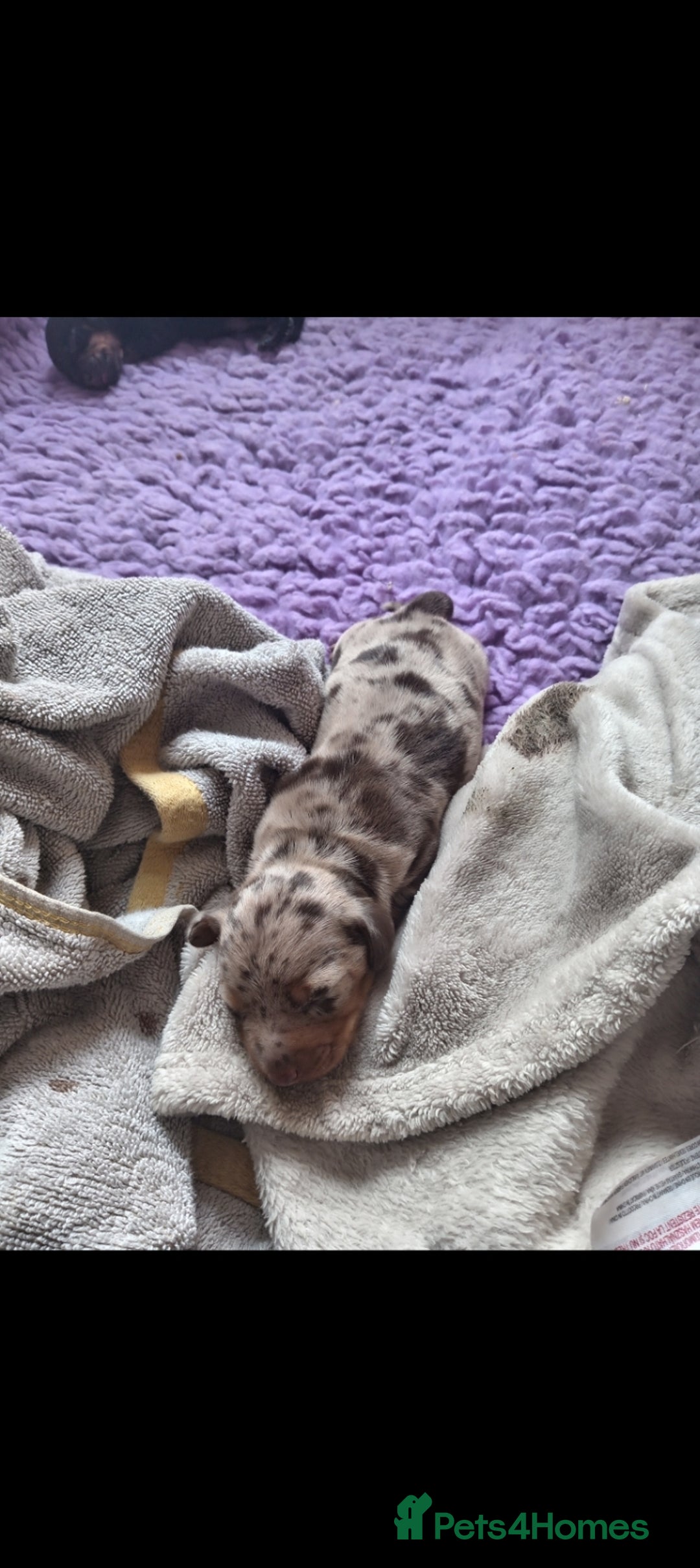 Dachshund dogs for sale: 5 beautiful dachshund puppies  - Image 3