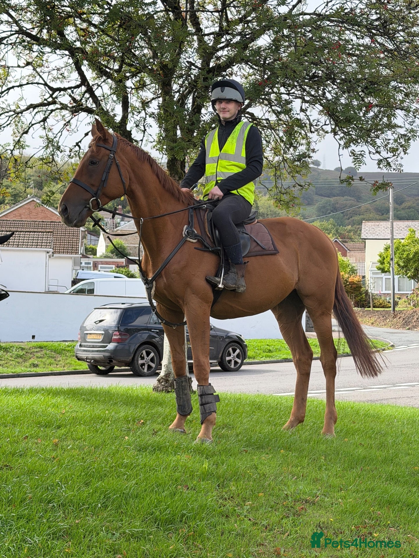 Irish Thoroughbred horses Ginger - Handsome hunter type gelding  - Advert 17