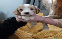 Cockapoo dogs for sale: Adorable Cockapoo puppies  - Image 12