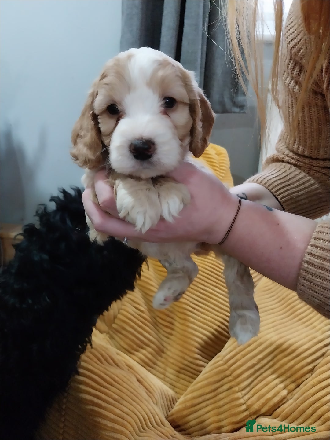 Cockapoo dogs for sale: Adorable Cockapoo puppies  - Image 12