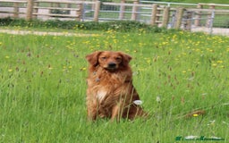 Golden Retriever dogs for sale: Dark Working Golden Retriever puppies - Image 5