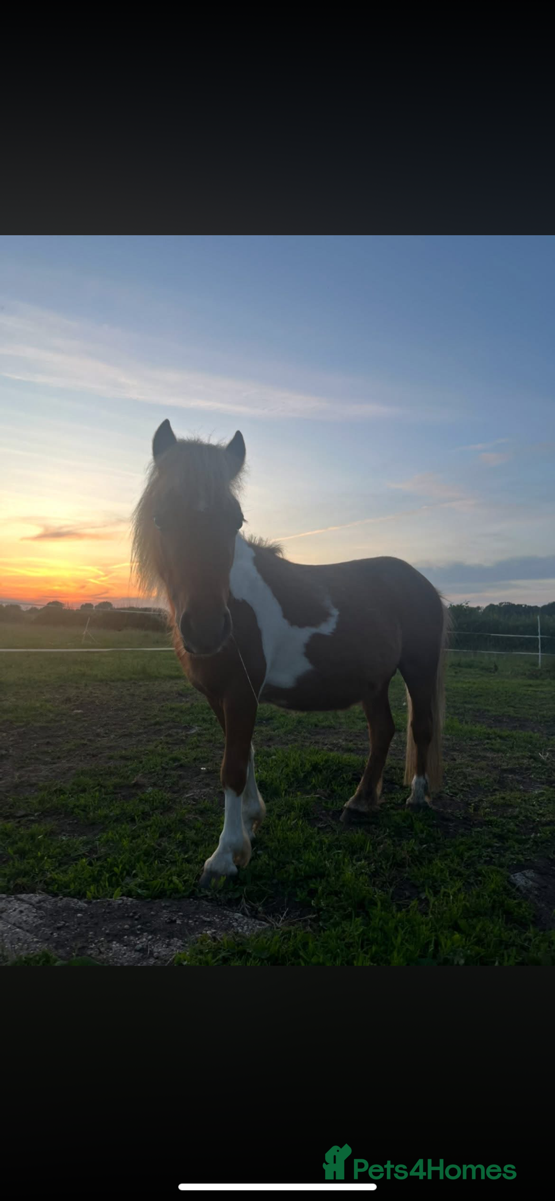 Dartmoor horses for sale: Miniature shetland - Advert 2