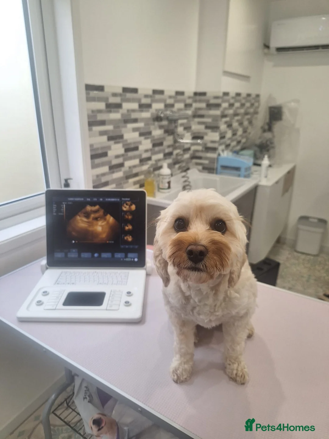 Mixed Breed dogs for sale: Beautiful Golden Cavadoodle Puppies for Sale. in Chertsey - Advert 1