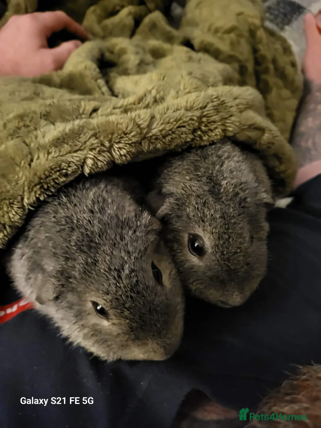 Guinea Pig rodents for sale: 2 male grey guinea pigs in Droitwich - Advert 1