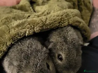 Guinea Pig rodents 2 male grey guinea pigs - Advert 1