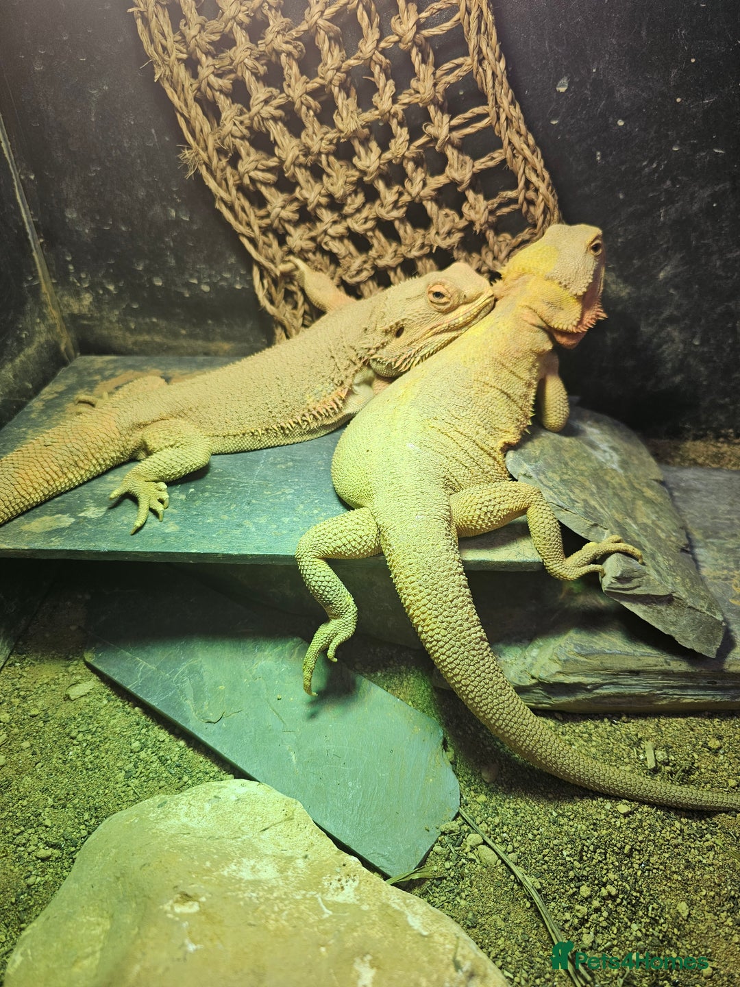 Bearded Dragon reptiles for sale: Male & Female Bearded Dragons - Advert 3