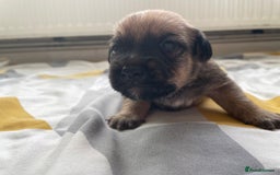Mixed Breed dogs for sale: 4 Stunning Boy Jackapoos - Image 2
